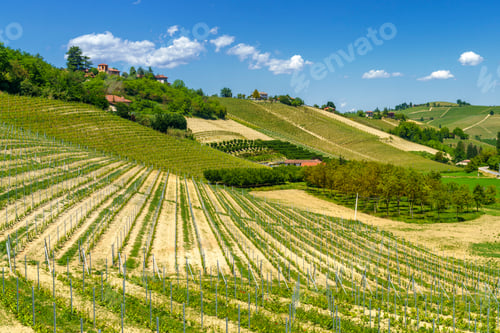 Preview: Vineyards of Langhe, Piedmont, Italy at May