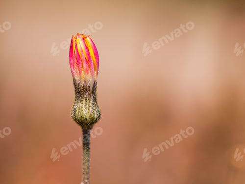 Preview: Yellow and red flower bud