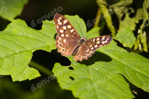 Preview: Closeup of a butterfly perched on a green leaf