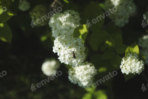 Preview: Selective focus on beautiful bush of blooming white Hydrangea or Hortensia flowers in summer