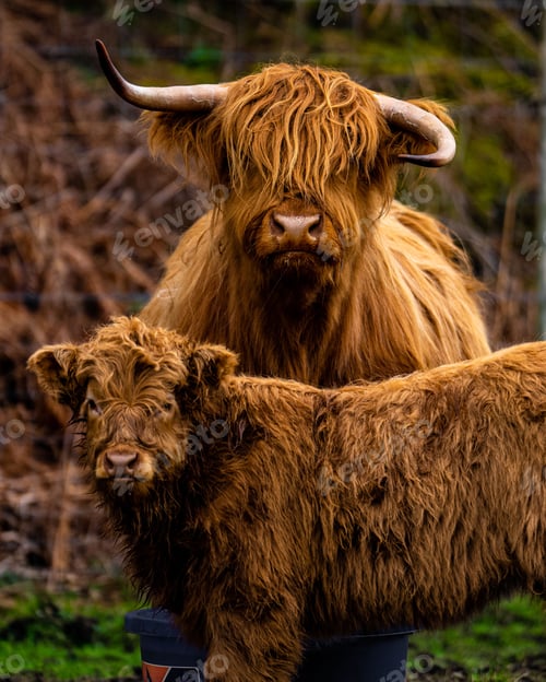 Preview: Vertical shot of a Highland Cow "Coo" with calf in the Schottish Highlands UK