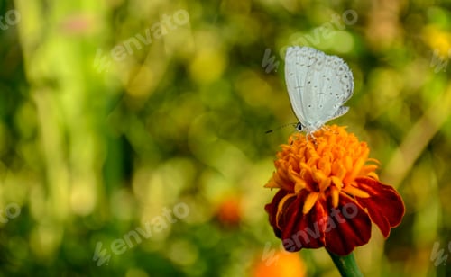 Preview: The White Butterfly
