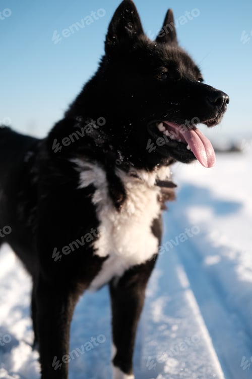 Preview: Close-up portrait of a black and white Russian-European Laika