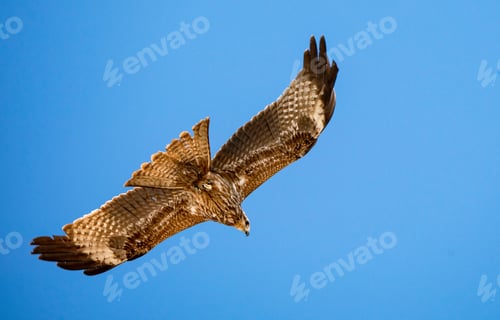 Preview: Majestic Hawk in Flight: A Stunning Display of Artistic Patterns Against a Blue Sky