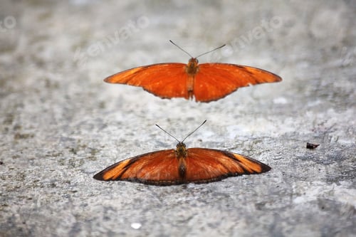 Preview: Orange Albatross butterfly To breed