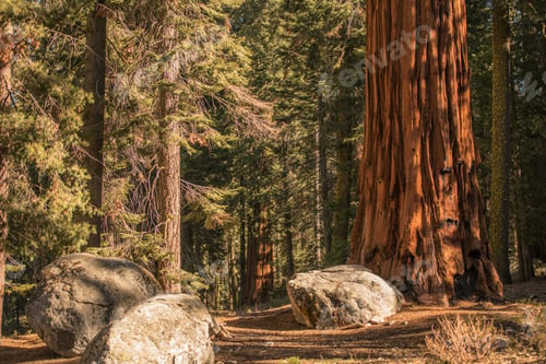 Preview: Summer in the Sequoia Forest