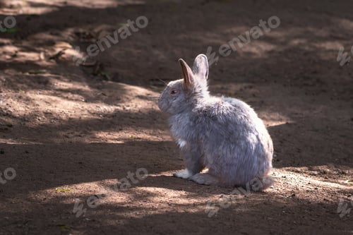 Preview: Beautiful Fluffly Gray Domestic Rabbit