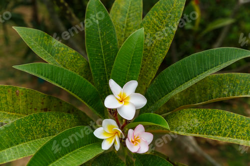 Preview: close up view of beautiful wild flower with green leaves, sri lanka, mirissa