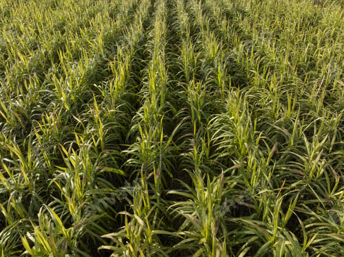 Preview: Aerial view of sugarcane plants growing at field