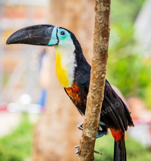 Preview: Closeup shot of a toucan bird sitting on a branch of a tree with blurred background