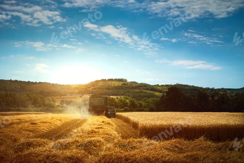 Preview: Harvester machine to harvest wheat field working