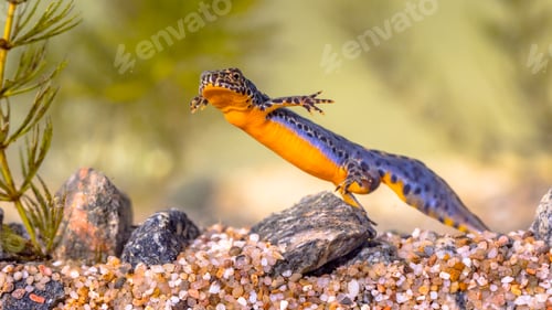 Preview: Alpine newt aquatic animal swimming in freshwater habitat