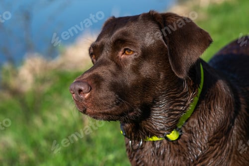 Preview: Portrait of labrador retriever closeup over the green grass outdoor
