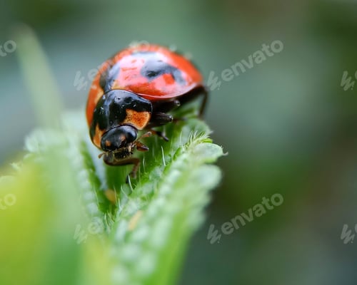 Preview: Lady bug