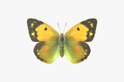 Preview: Clouded Yellow Butterfly - Detailed Wing Patterns
