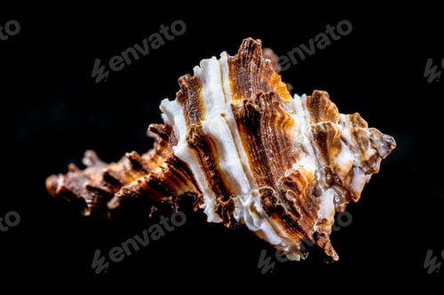 Preview: Endive Murex shell on black background