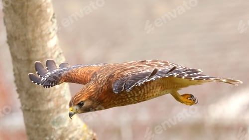Preview: Red-shouldered hawk in flight