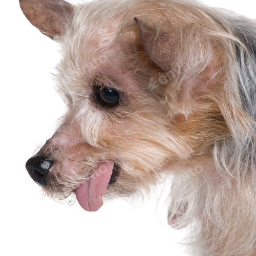 Preview: Old Yorkshire Terrier