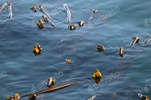 Preview: Kelp on ocean surface