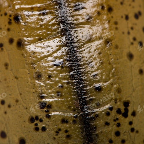 Preview: Close-up of Hercules beetle shell