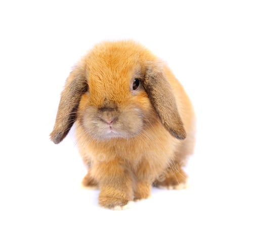 Preview: Lop rabbit on white background