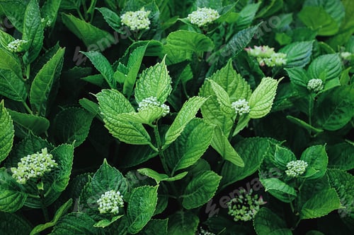 Preview: close up of hydrangea leaves with twilight light. green leaves background