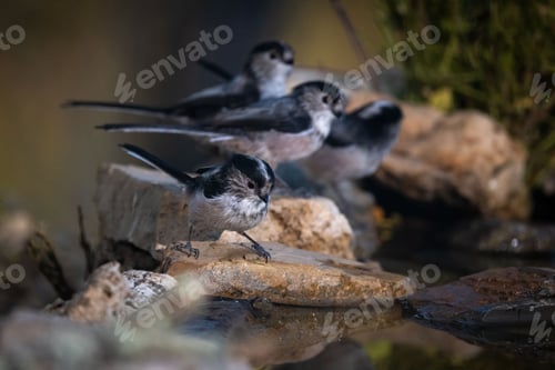 Preview: Small birds perched on rocks near water