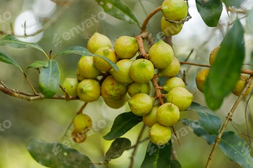 Preview: Macadamia nuts ready for harvesting