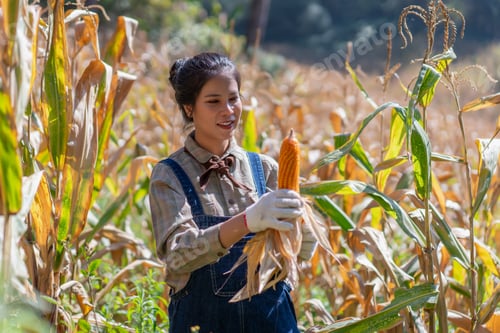 Preview: Farmer or scientist checking corn in the field. Woman inspecting dry corn cob before harvest.
