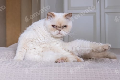 Preview: Feline fitness at home