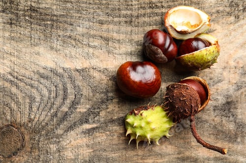 Preview: Horse chestnuts on wooden table, flat lay. Space for text
