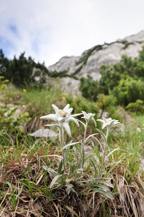 Preview: edelweiss