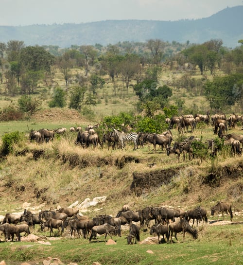 Preview: Zebras and Wildebeest in the Serengeti, Tanzania, Africa
