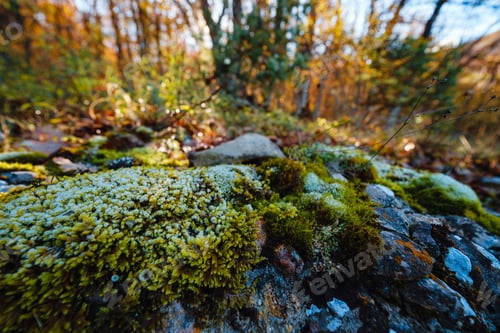 Preview: autumn leaves in ice . first frost