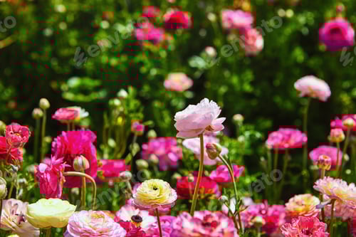 Preview: Blooming wildflowers, colorful buttercups on a kibbutz in southern Israel