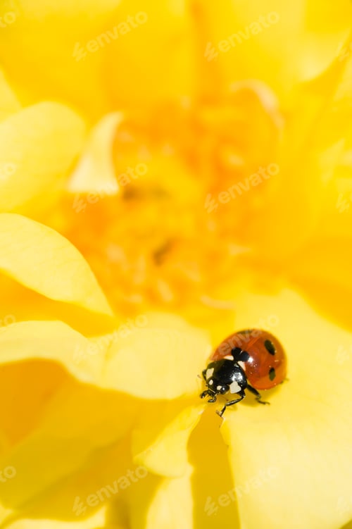 Preview: Ladybug on Ornamental rose