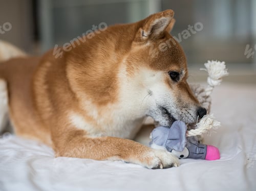 Preview: Dog With Plush Toy Indoors On White Bedding