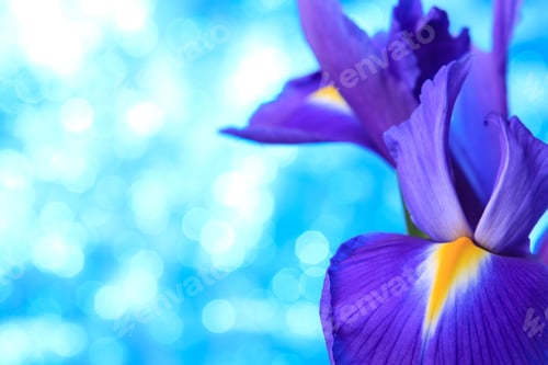 Preview: Beautiful blue iris flowers background