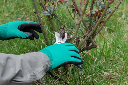 Preview: Hand with gardener scissors is pruning rose branch.