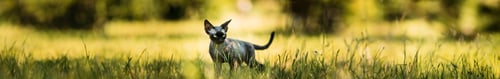 Preview: Young Gray Devon Rex Kitten In Green Grass. Short-haired Cat Of English Breed