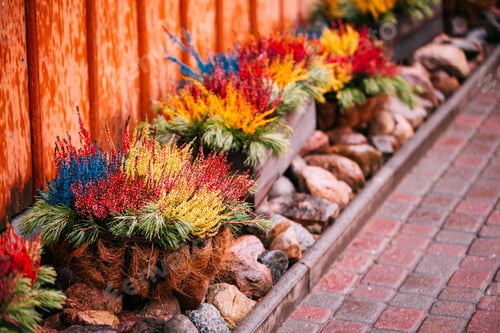 Preview: Bush Of Colorful Calluna Plants In Pots In Garden Flower-Bed