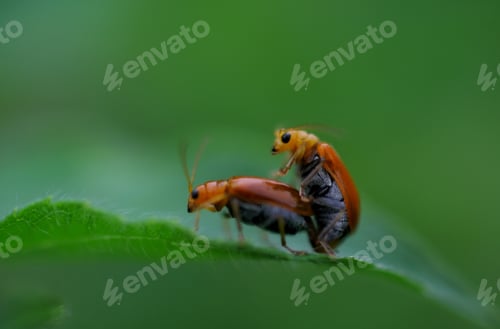 Preview: Matting insect