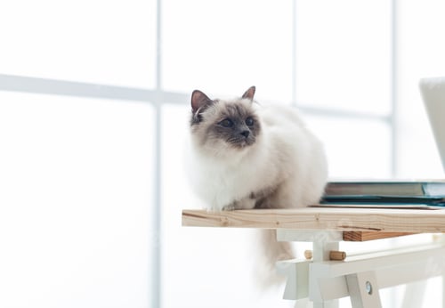 Preview: Lovely birman cat at home