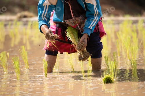 Preview: Farmers are planting rice in the farm, Thailand.