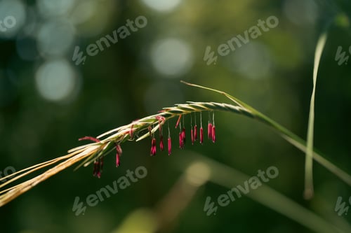 Preview: Nature Vibrant Green Leaves and Fresh Foliage Forest, Conservation Ecology