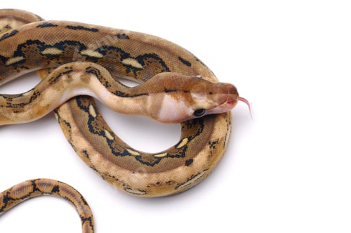 Preview: Snake Reticulated python isolated on white background