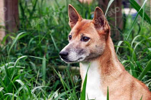 Preview: Closeup of a New Guinea singing dog with greenery in the background