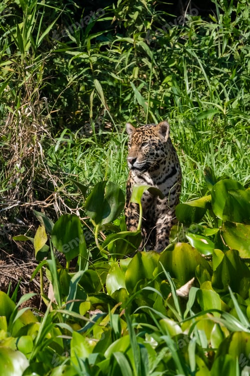 Preview: Brazil, Mato Grosso, Jaguar standing in bushes