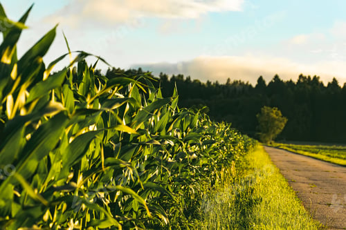 Preview: Corn field in sunset. Maize agriculture theme.