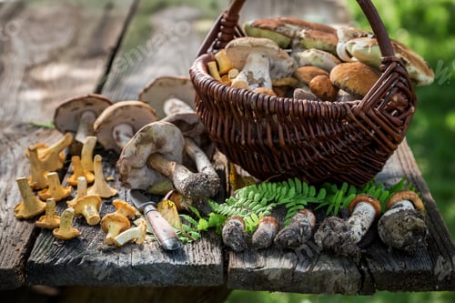 Preview: Edible mushrooms straight from forest. Noble and yellow mushrooms.